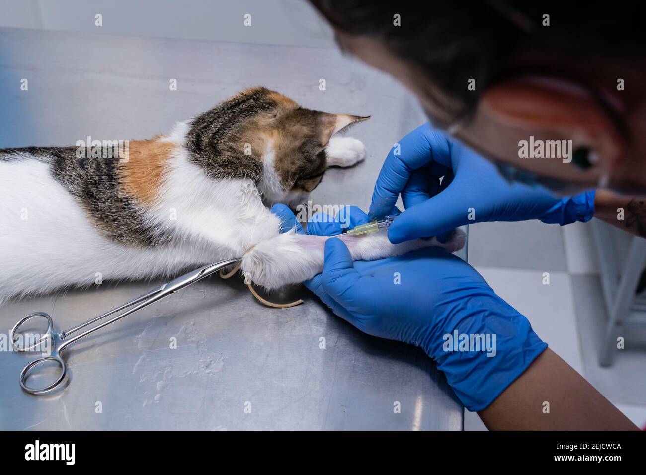 Veterinarian with nitrile gloves placing an intravenous catheter in a