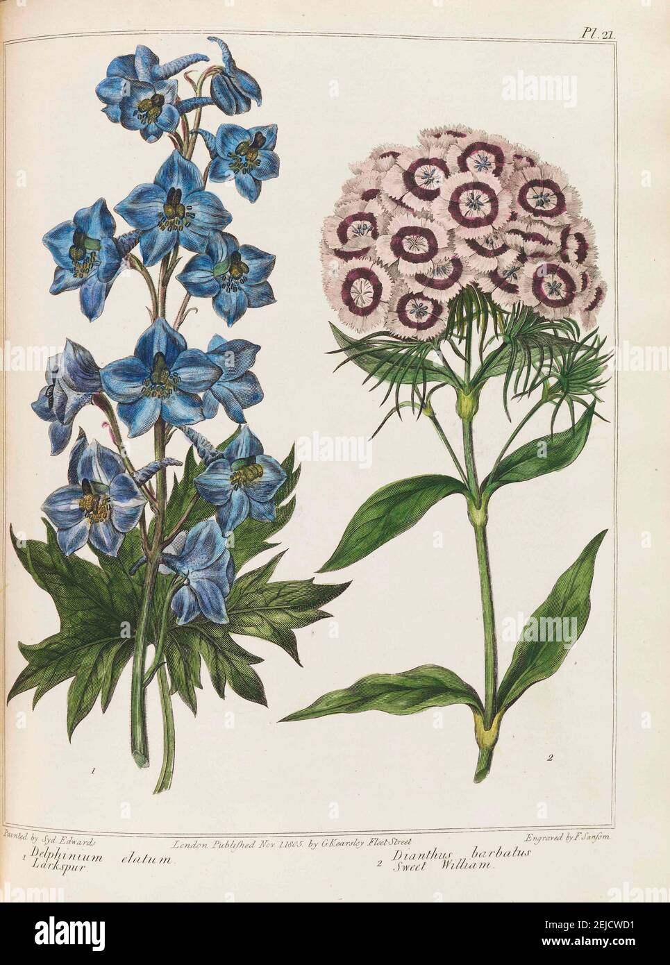Illustration from Practical Gardening by Alexander McDonald. Museum