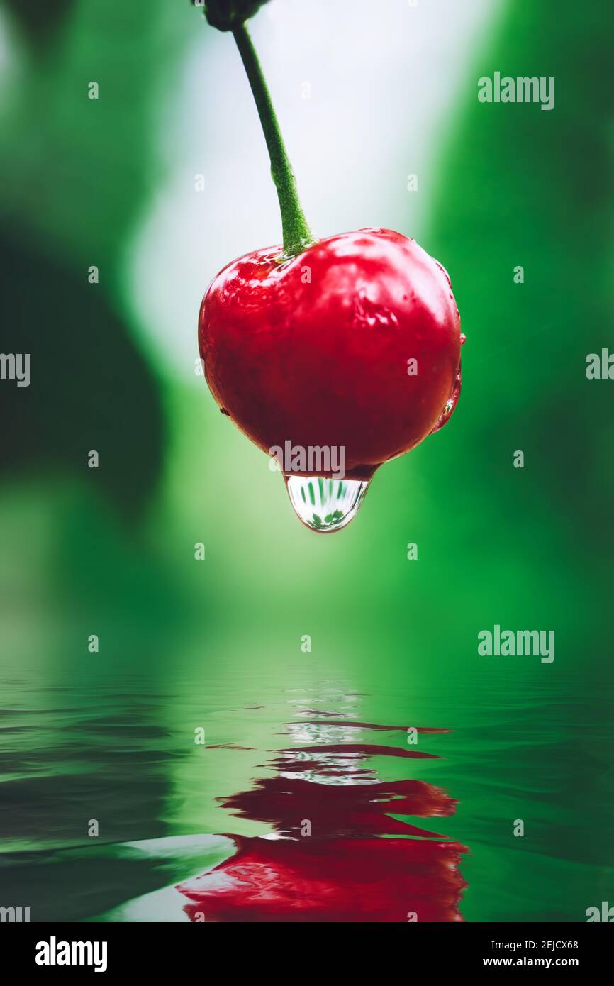 Red cherry with water dropping into a pool on a green garden background