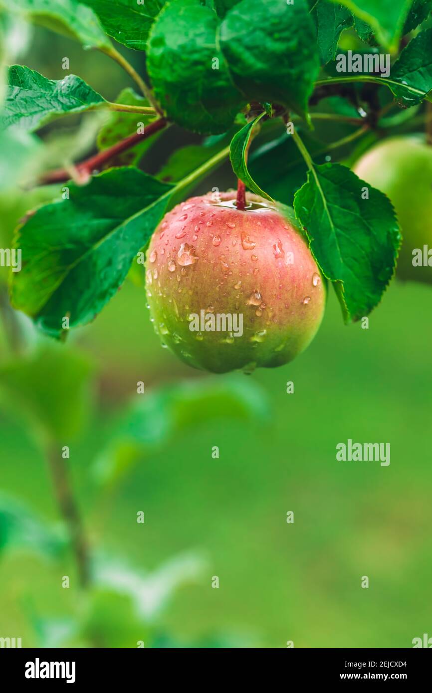 Apple hanging from a green tree in the garden. Fresh fruits. Healthy