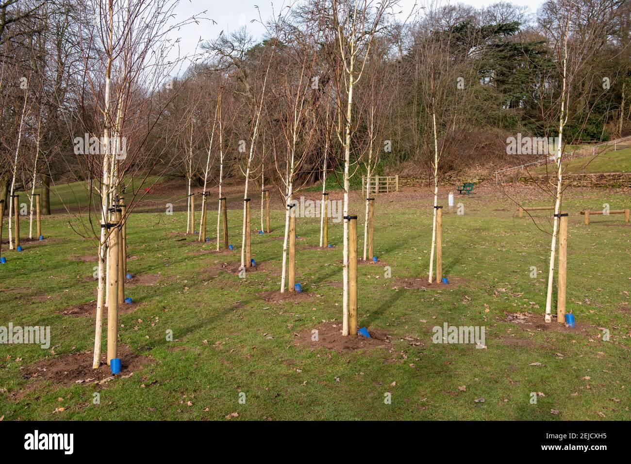betula utilis jacquemontii silver birch Trees with social distancing. Bramcote hills park Nottingham England UK Stock Photo