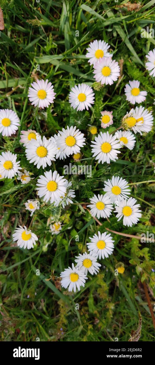 Top view field growing wildflowers hi-res stock photography and images ...