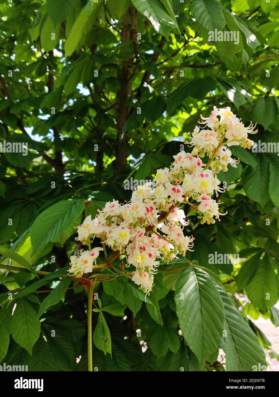 Blooming Japanese horse chestnut tree Stock Photo