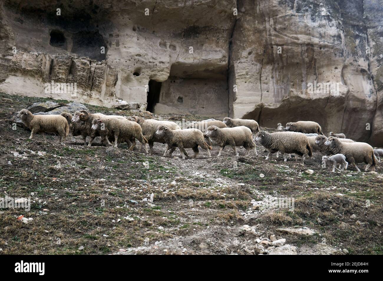 flocks of sheep roam on a hillside under the walls of the abandoned ...