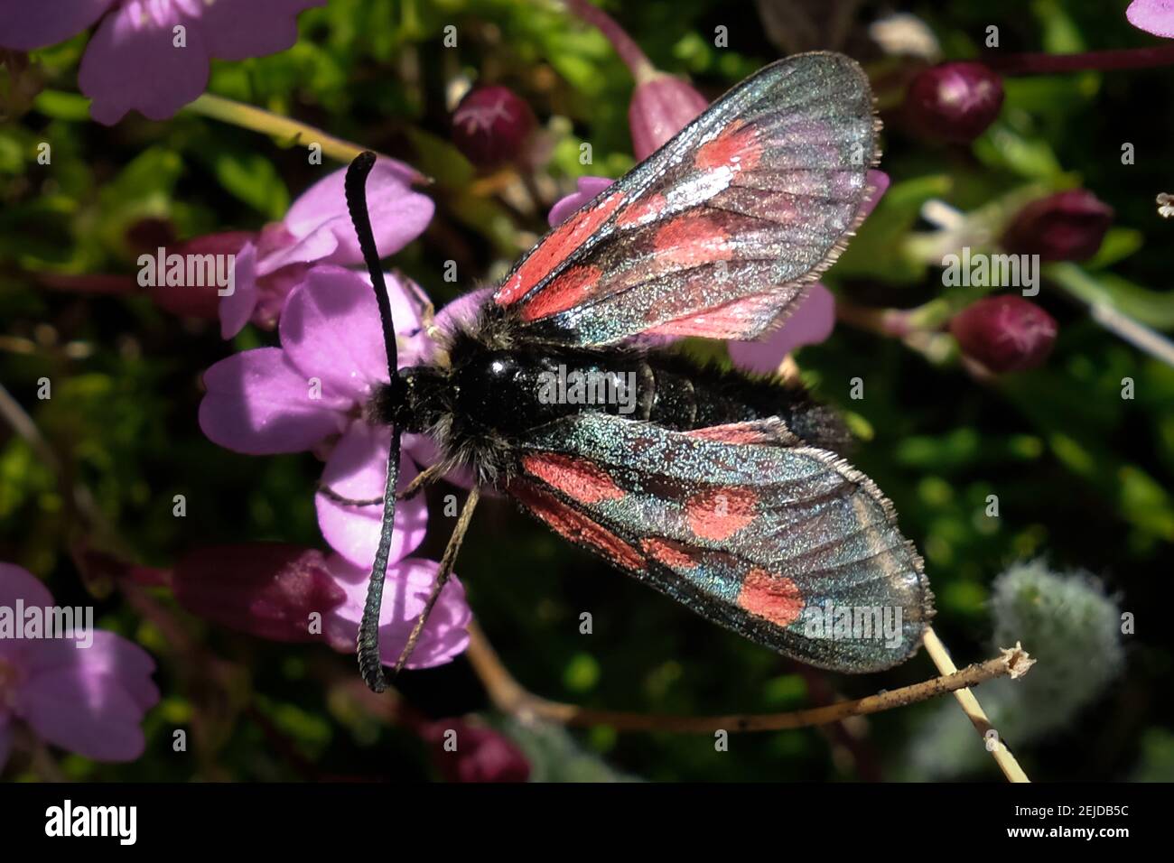 Zygen of the filipendulum, also known as the zygen of the spirea Insect Lepidoptera of the family Zygaenidae. Wingspan from 14 to 18mm. Flies from May Stock Photo