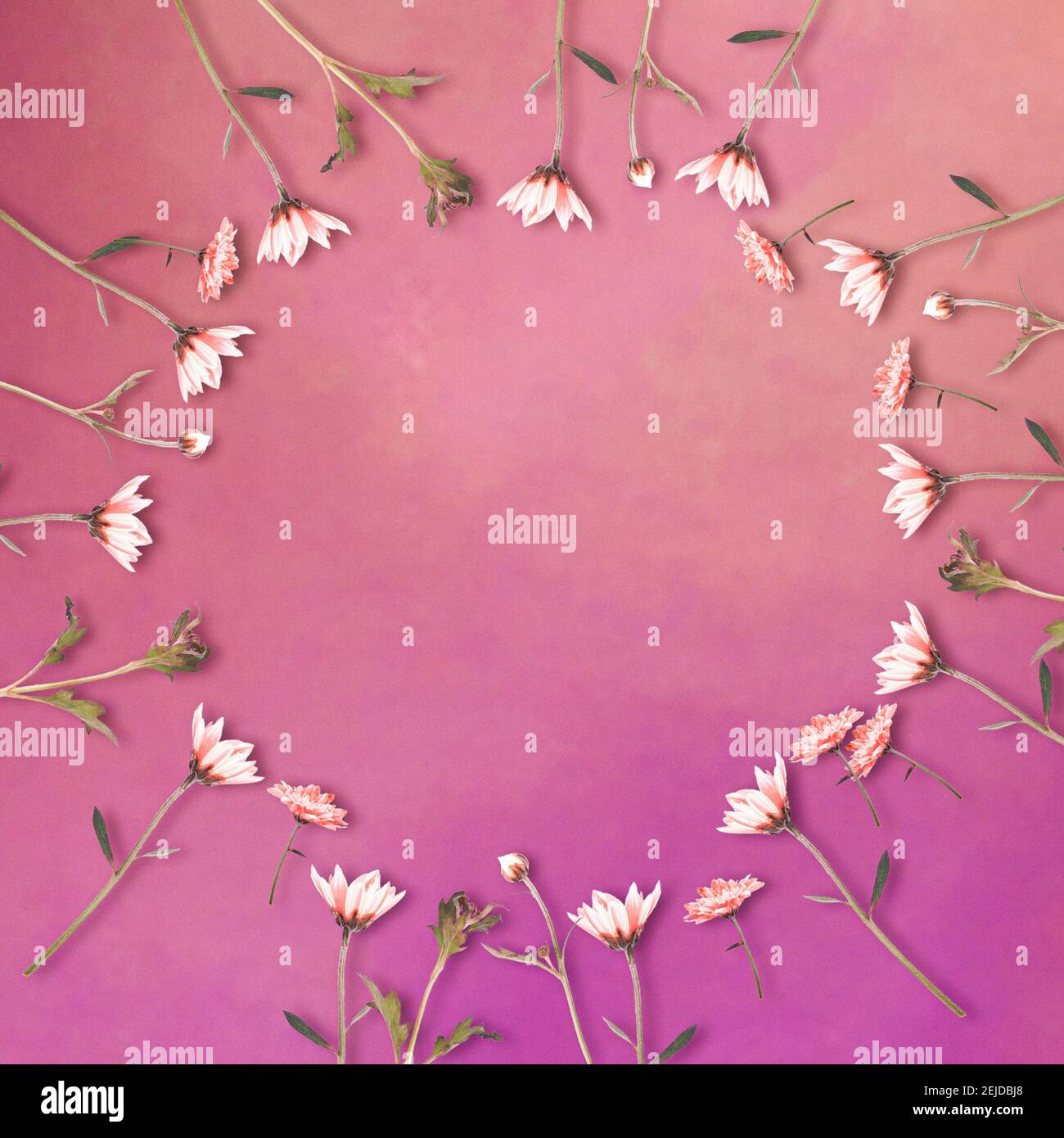 Margarita flowers in circle shape on purple background with copy space
