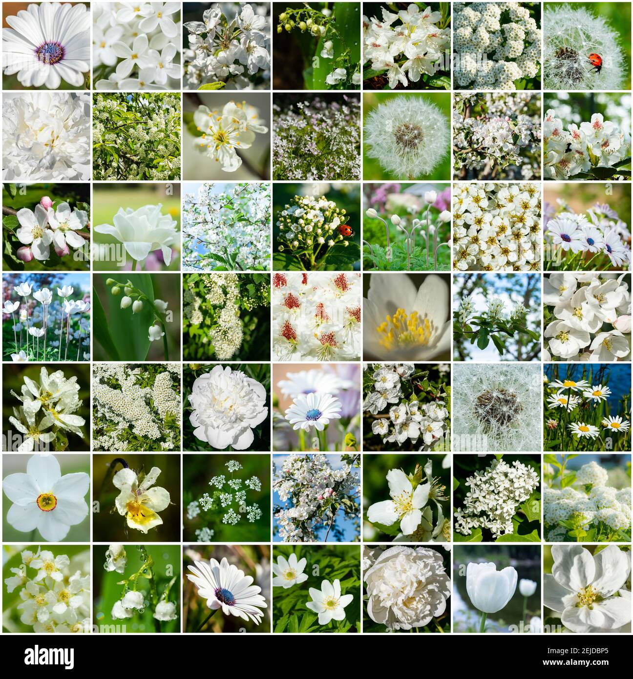 Collage with many images of different white flowers. Full size. Stock Photo