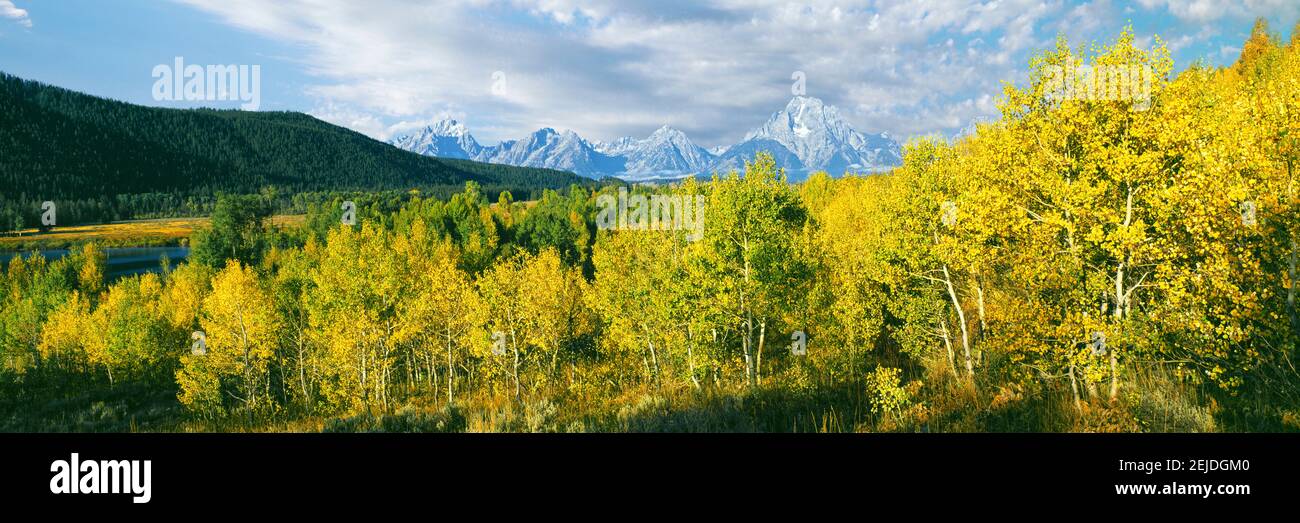 Aspen trees in a forest with Teton Range in the background, Oxbow Bend, Grand Teton National Park, Wyoming, USA Stock Photo