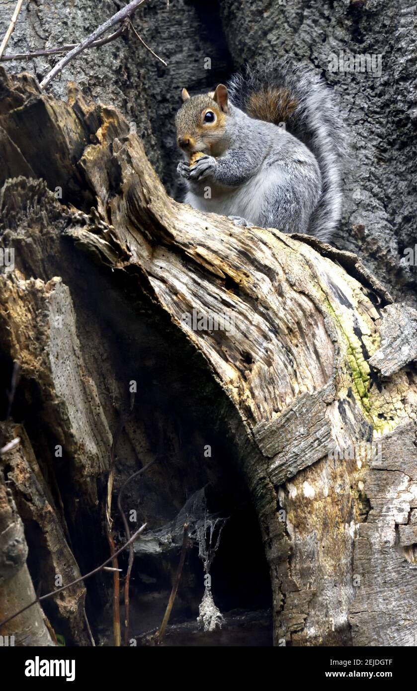 Grey Squirrel (Eastern Grey Squirrel / Gray Squirrel) Sciurus carolinensis. UK, Stock Photo