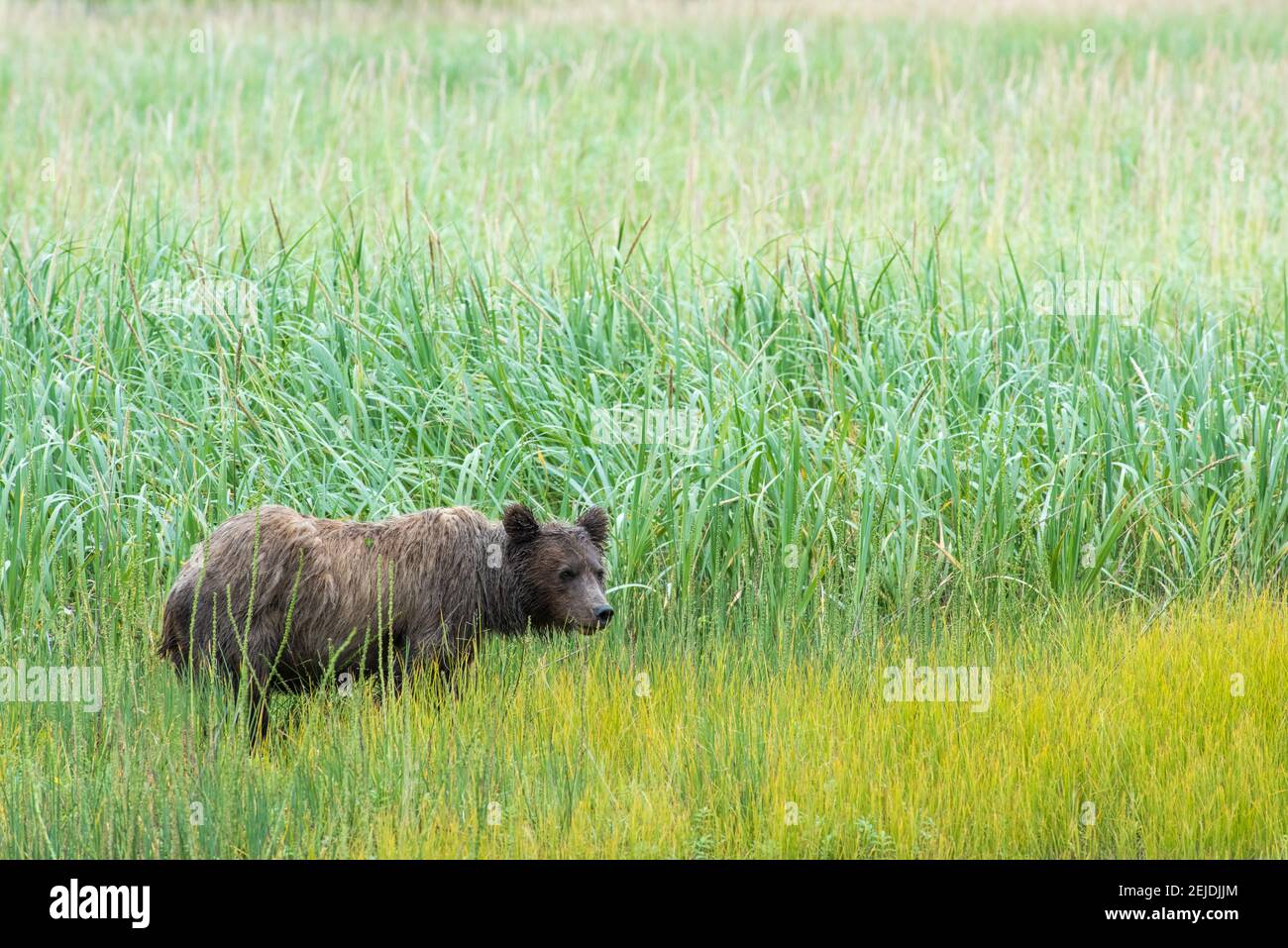 A wild brown bear in a field in lake Clark National Park, Alaska. Stock Photo