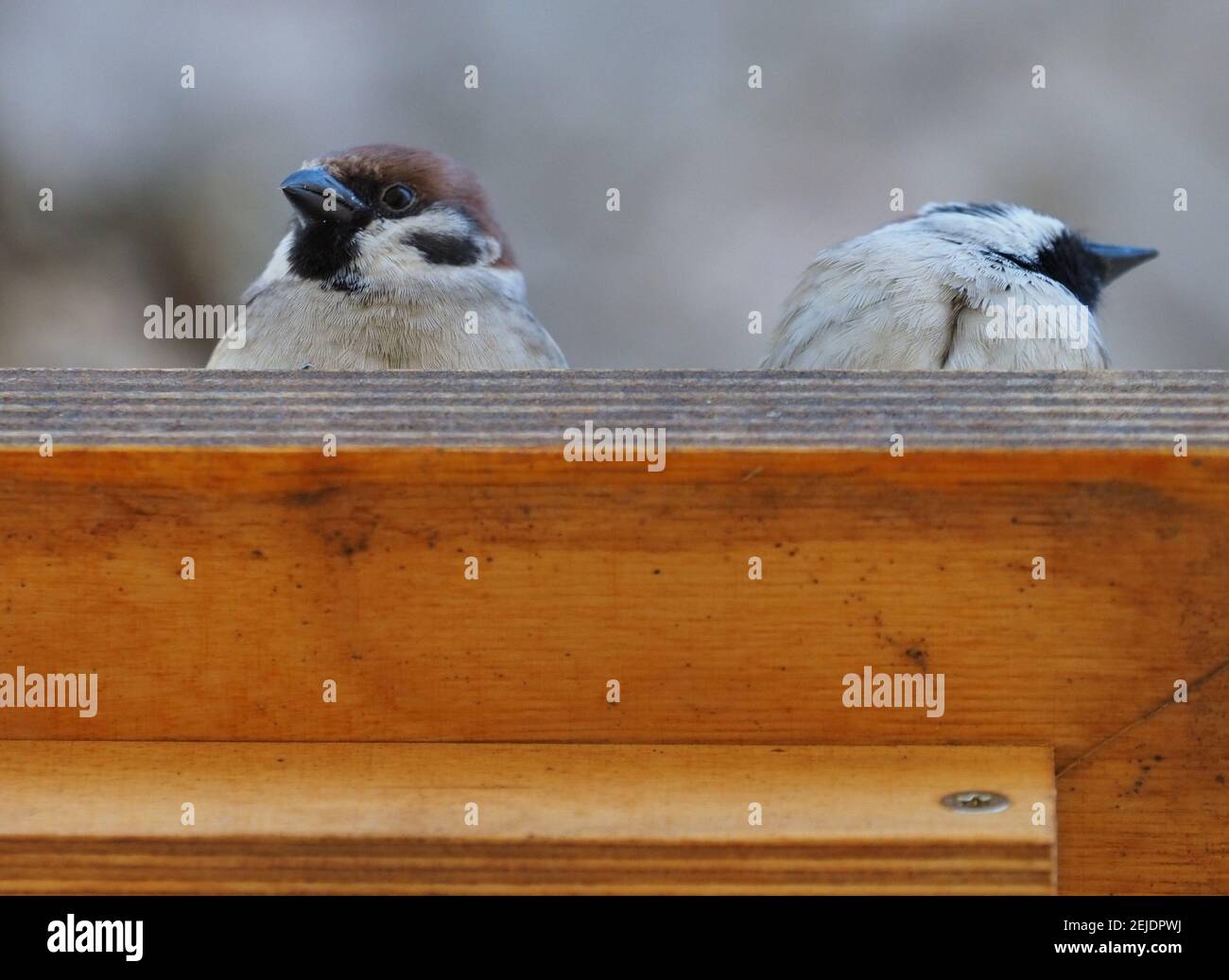 Two animals on cave hi-res stock photography and images - Alamy