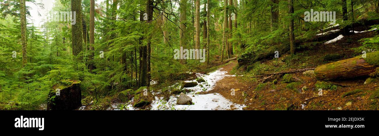 Trees in a forest, Asahel Curtis Nature Trail, Snoqualmie, King County, Washington State, USA Stock Photo