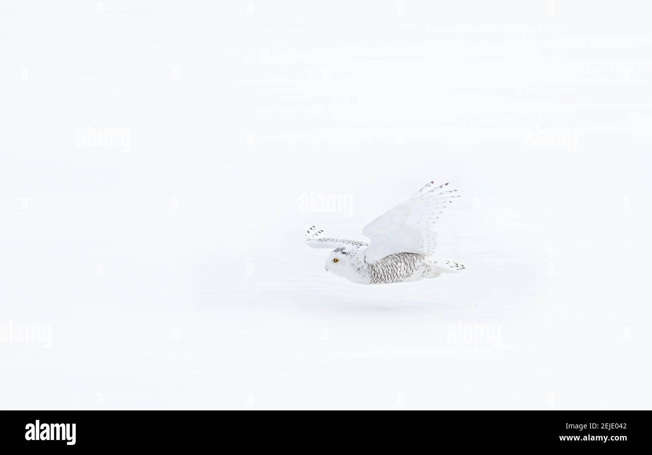 Snowy owl (Bubo scandiacus) isolated on white background hunting over an open snowy field in Ottawa, Canada Stock Photo