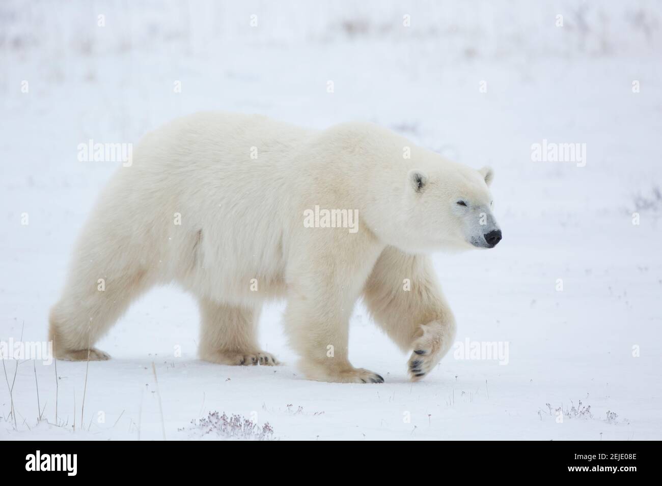 Polar Bear (Ursus maritimus) walking in snow, Churchill Wildlife Management Area, Churchill, Manitoba, Canada Stock Photo