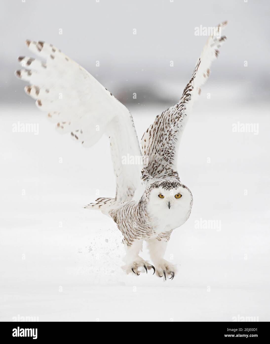 Snowy owl female taking off in flight hunting over a snow covered ...