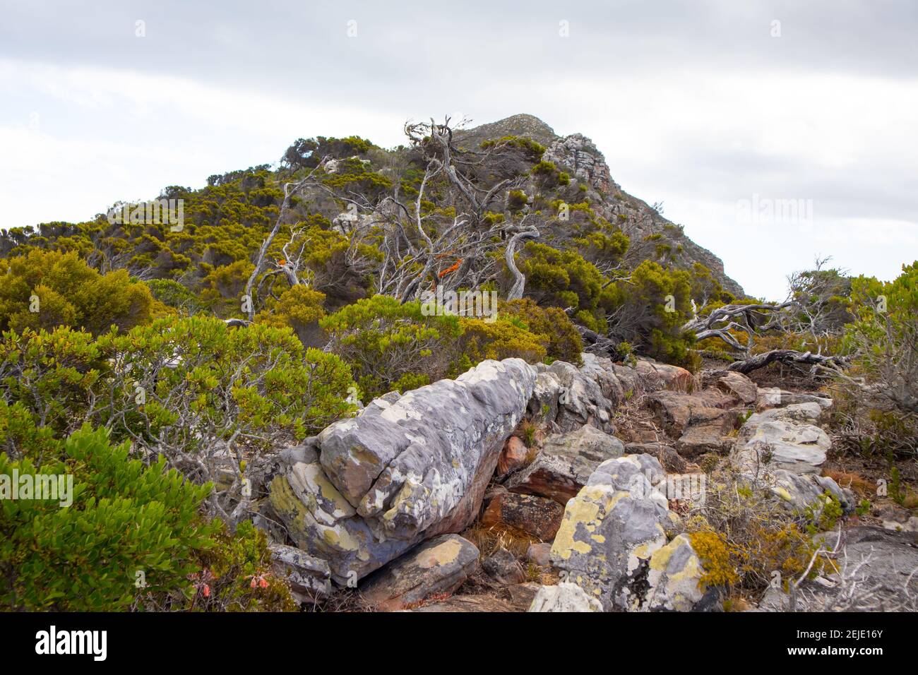 Cape Point- Cape Town, South Africa - 19-02-2021 Vibrant bushes and greenery of Cape Point. Rocks in foreground. Mountain and sky in background. Stock Photo