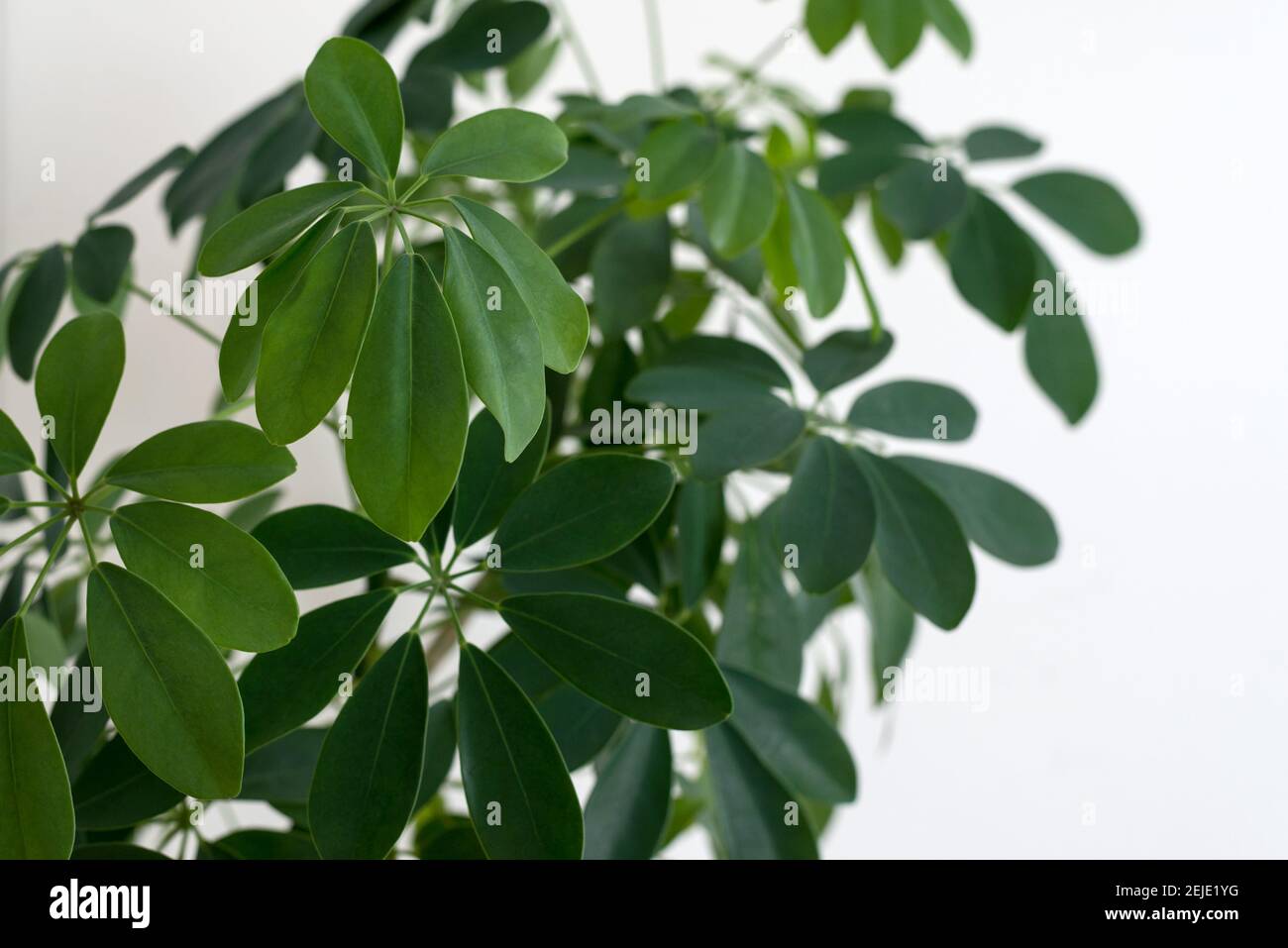 Schefflera arboricola leaves close up also known as umbrella tree plant. Green foliage background. Stock Photo