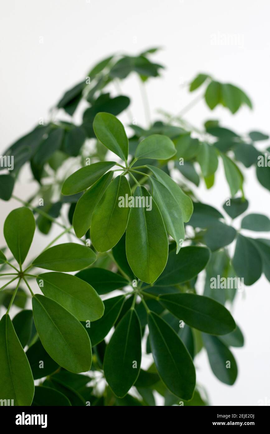 Schefflera arboricola leaves close up also known as umbrella tree plant. Green foliage background. Stock Photo