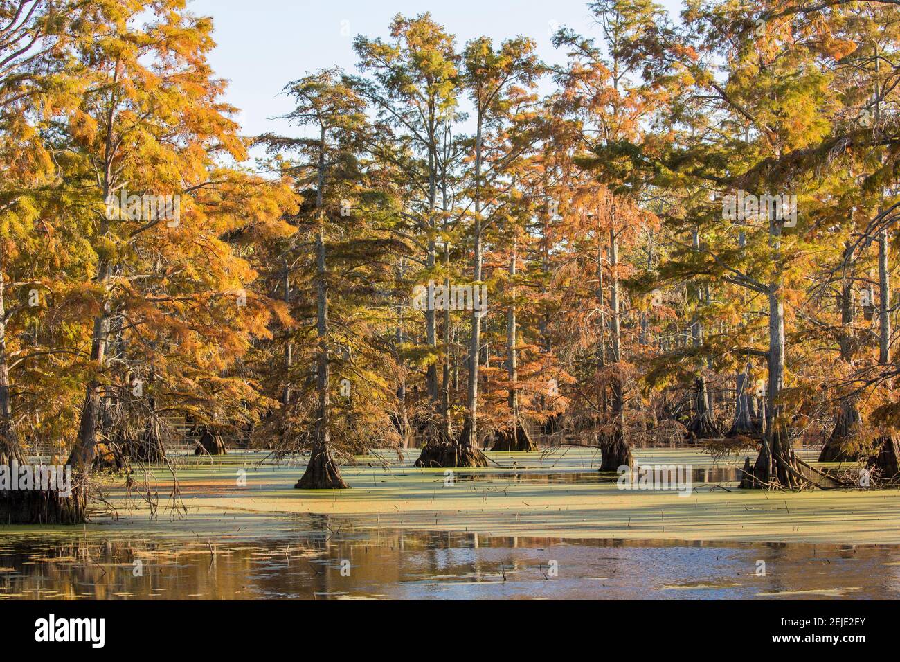 Bald Cypress trees in swamp, Horseshoe Lake State Fish and Wildlife Area, Alexander County, Illinois, USA Stock Photo