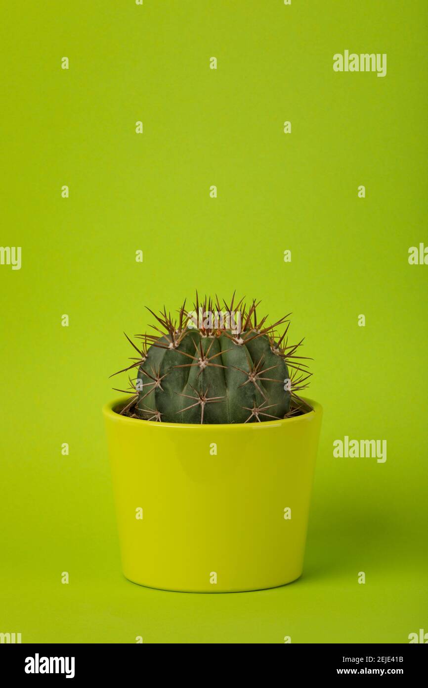 Melocactus azureus succulent in lime green flower pot with green background Stock Photo
