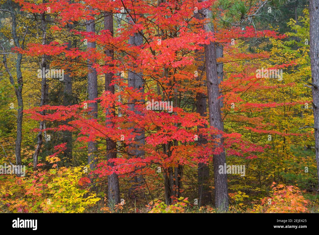 Trees in a forest, Schoolcraft County, Upper Peninsula, Michigan, USA