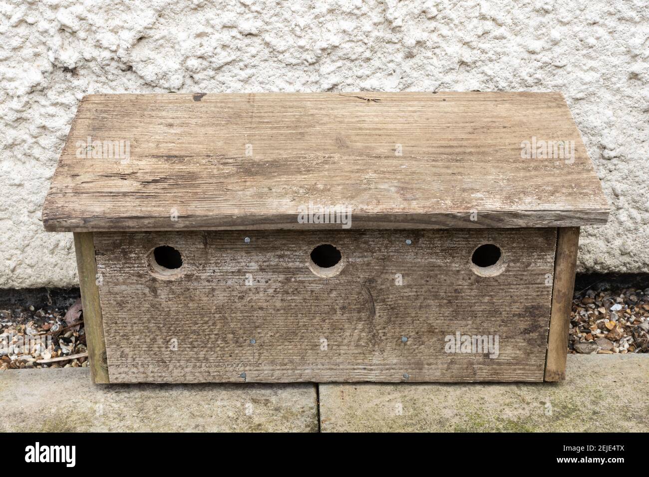 Homemade sparrow box, wooden bird nesting box for house sparrows with three chambers and holes, UK, ready to be put up Stock Photo