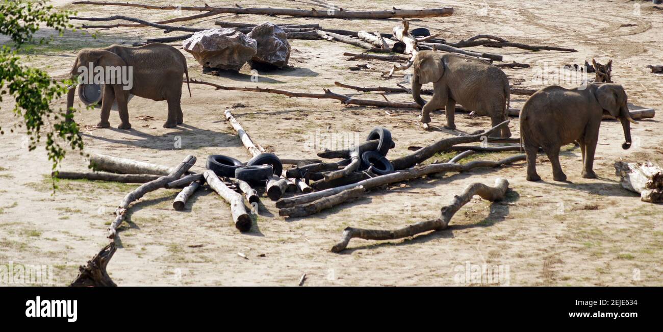 African elephant herd Stock Photo