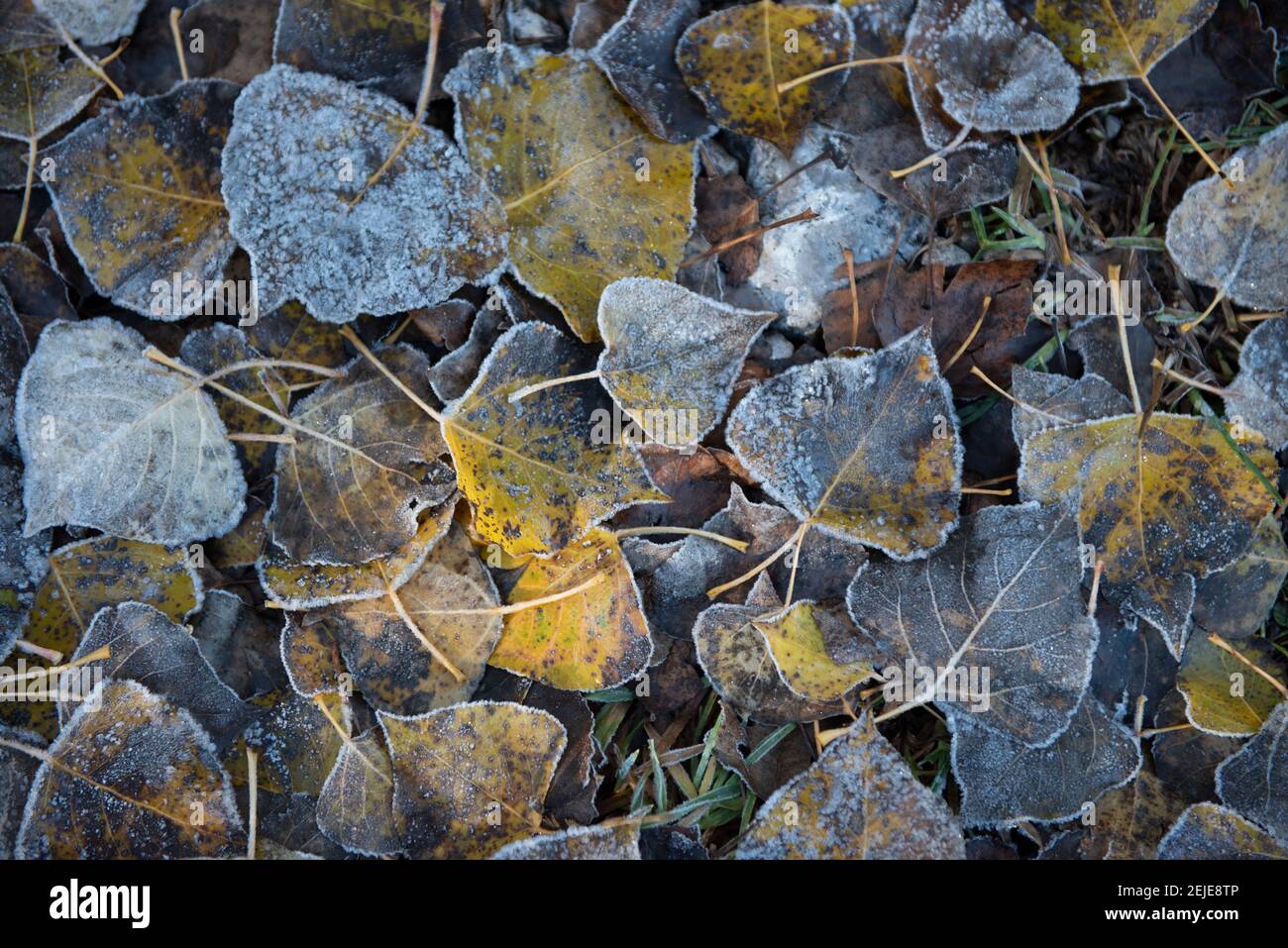 Frosted leaves in autumn (Berguedà, Catalonia, Spain, Pyrenees)  ESP: Detalles de hojas heladas en otoño (Berguedà, Cataluña, España, Pirineos) Stock Photo