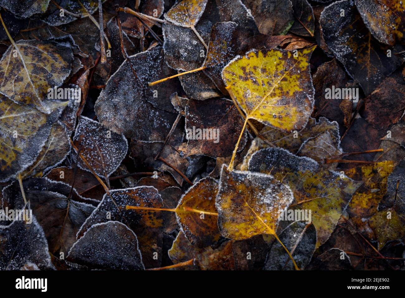Frosted leaves in autumn (Berguedà, Catalonia, Spain, Pyrenees)  ESP: Detalles de hojas heladas en otoño (Berguedà, Cataluña, España, Pirineos) Stock Photo