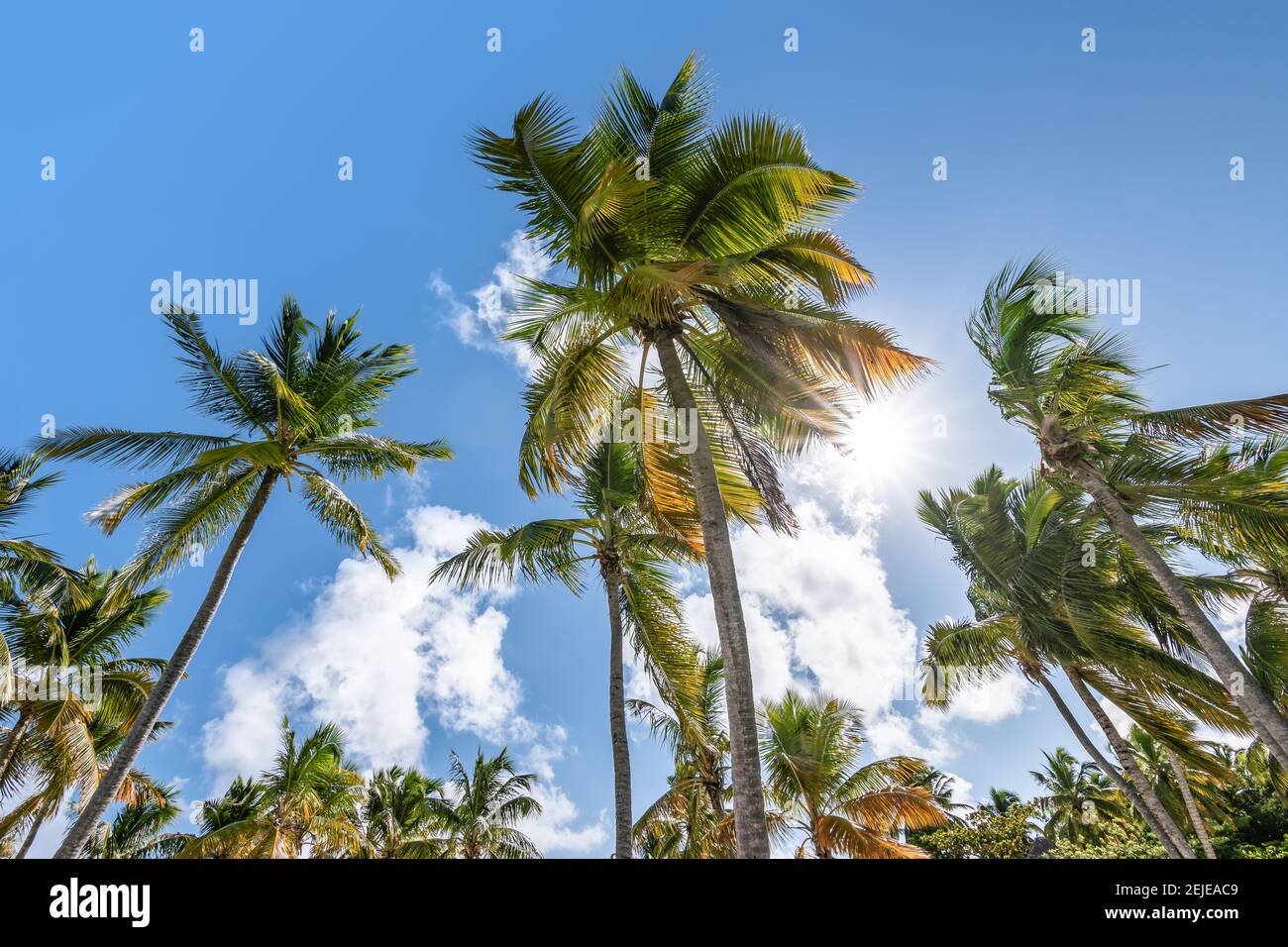 Tropical palm trees against blue sky. Stock Photo