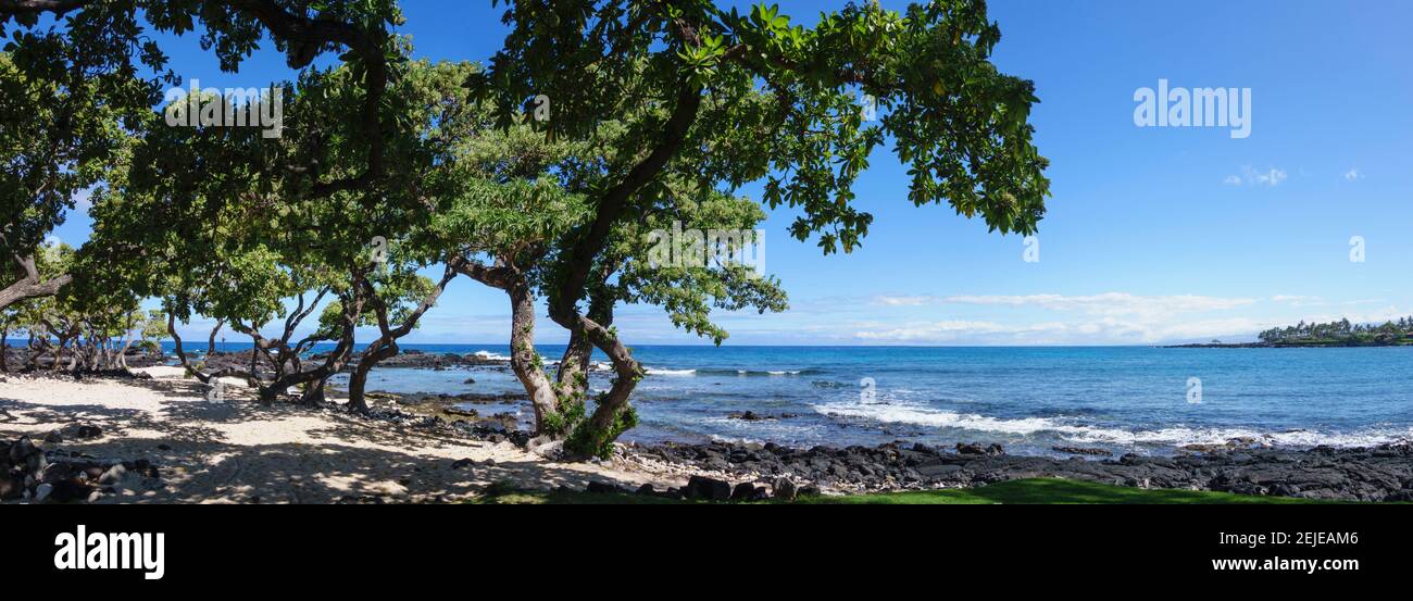 Tree heliotrope on beach, Kukio Bay, Kailua Kona, Hawaii, USA Stock Photo Alamy