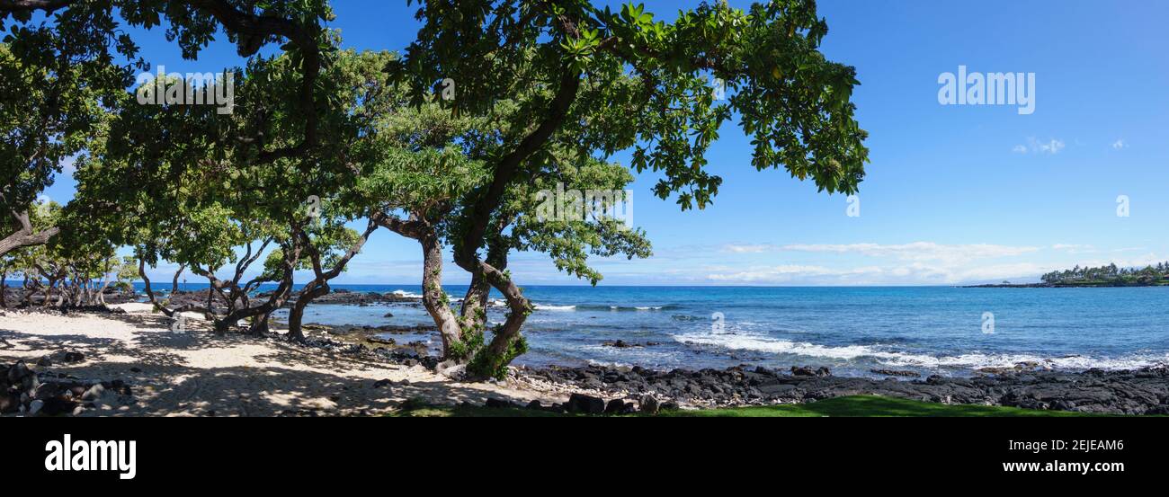 Tree heliotrope on beach, Kukio Bay, Kailua Kona, Hawaii, USA Stock Photo