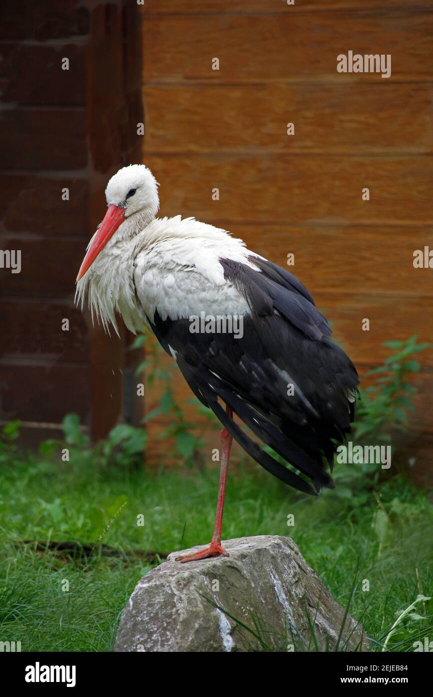 White stork in animal sanctuary after broken wing Stock Photo