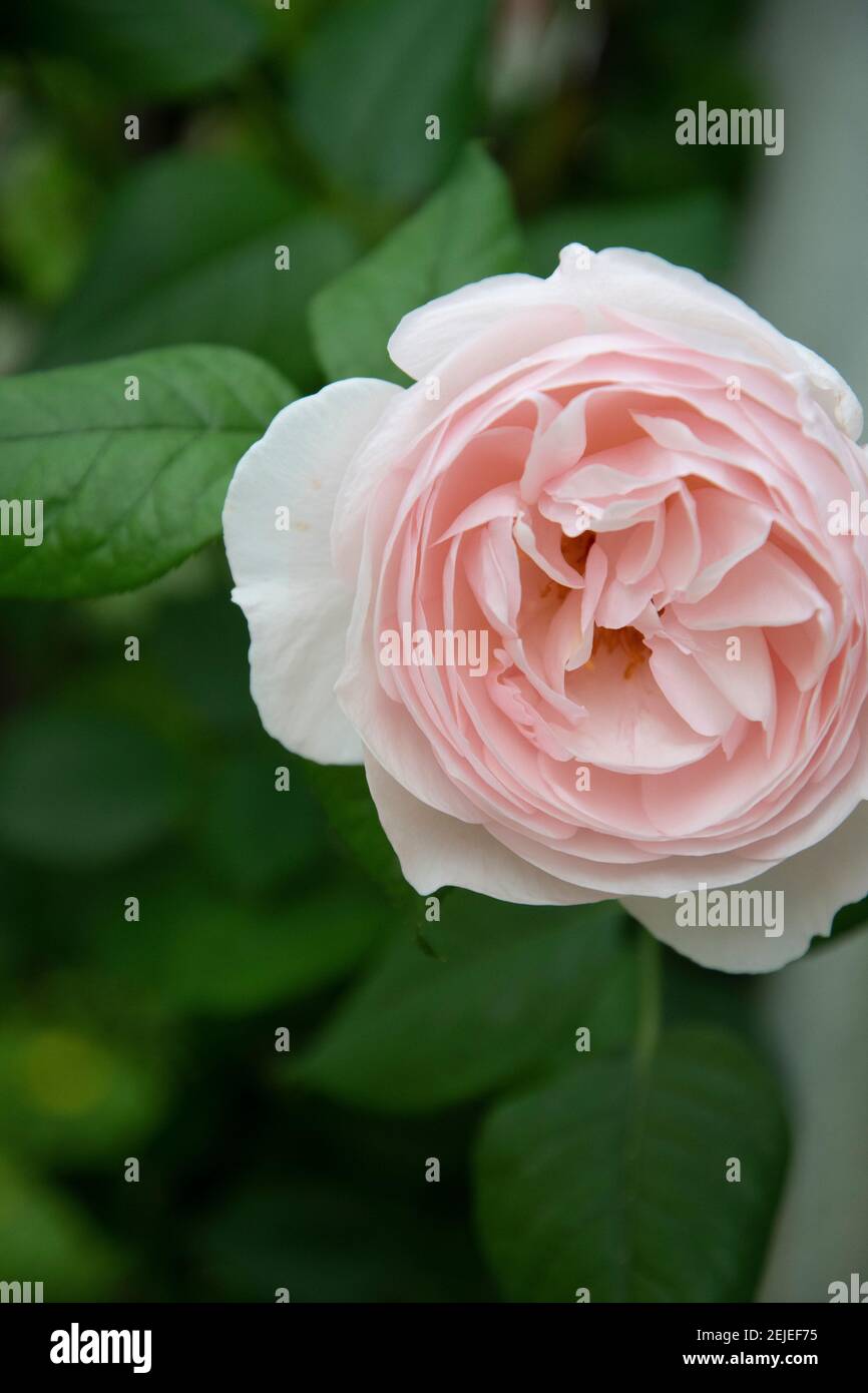 Blush pink rose hires stock photography and images Alamy