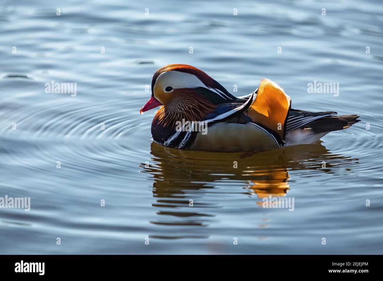 Mandarin duck aix galericulata swimming on a lake hi-res stock ...
