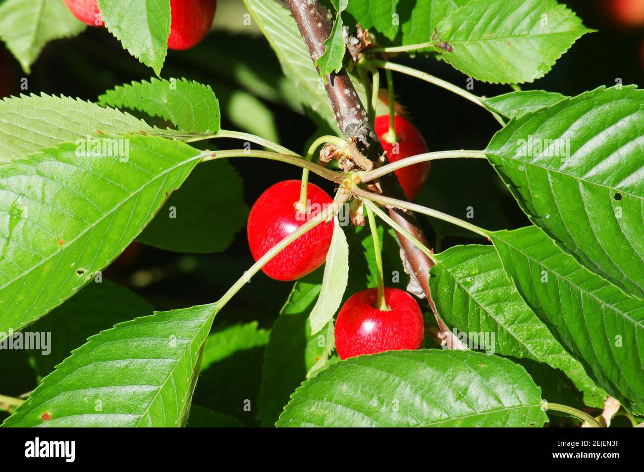 Cluster of ripe cherries on cherry tree Stock Photo Alamy