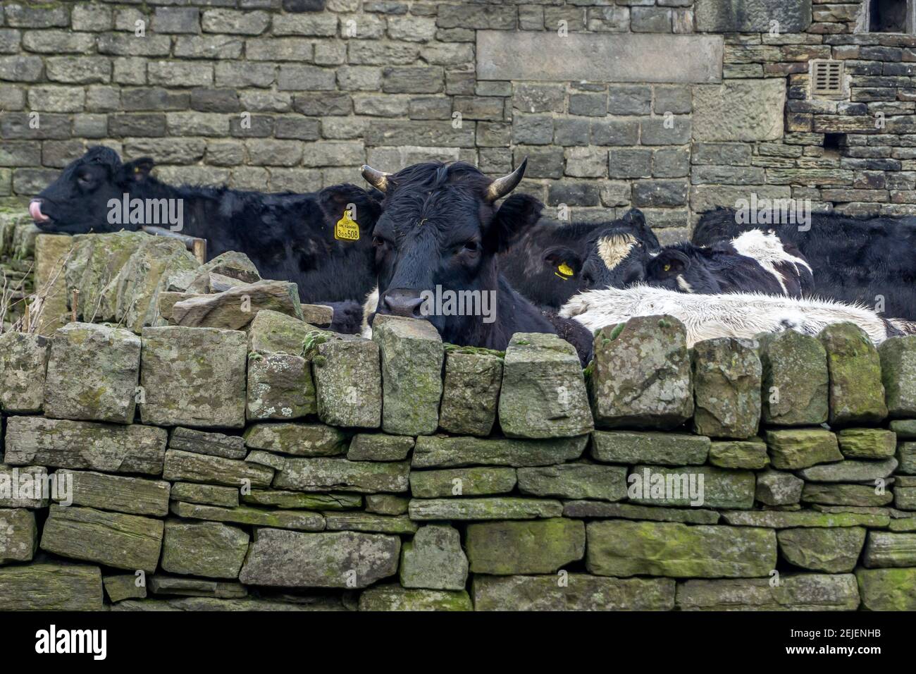 Friesian cow looking over a dry stone wall Stock Photo