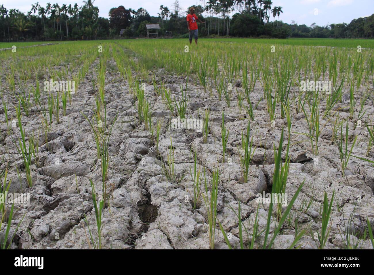 Rice fields hit by drought in North Aceh Regency. Farmers set up water ...