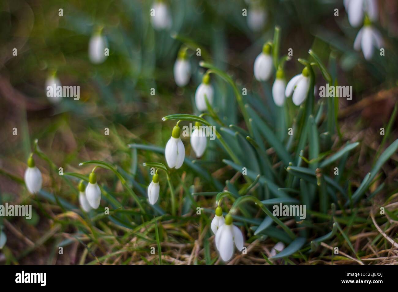 snowdrop - one of the first spring flowers - soft focus Stock Photo - Alamy