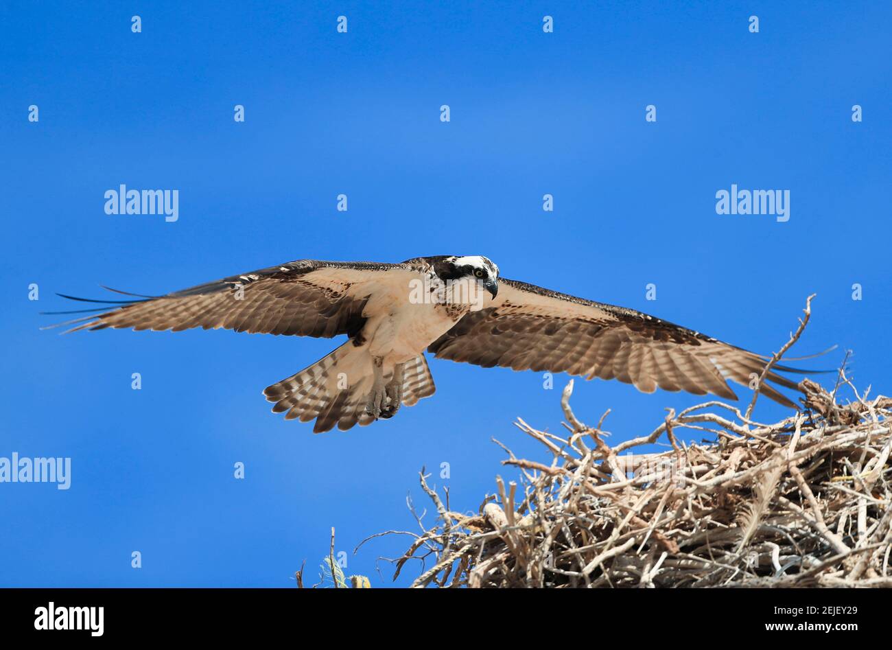 The osprey Pandion haliaetus (Osprey). Abductor. Eagle flying.The osprey lands in the nest. Pandion haliaetus (Osprey). Raptor. Eagle flying. Eagle flies, fly, wings. Tastiota, Sonora.(Photo: Luis Gutierrez / NortePhoto.com) The osprey. Pandion haliaetus (Osprey). Raptor. Eagle flying.El águila pescadora aterriza en el nido. Pandion haliaetus (Osprey). Ave rapaz. águila volando. aguila vuela, volar, alas. Tastiota, Sonora. (Photo: Luis Gutierrez / NortePhoto.com) Stock Photo
