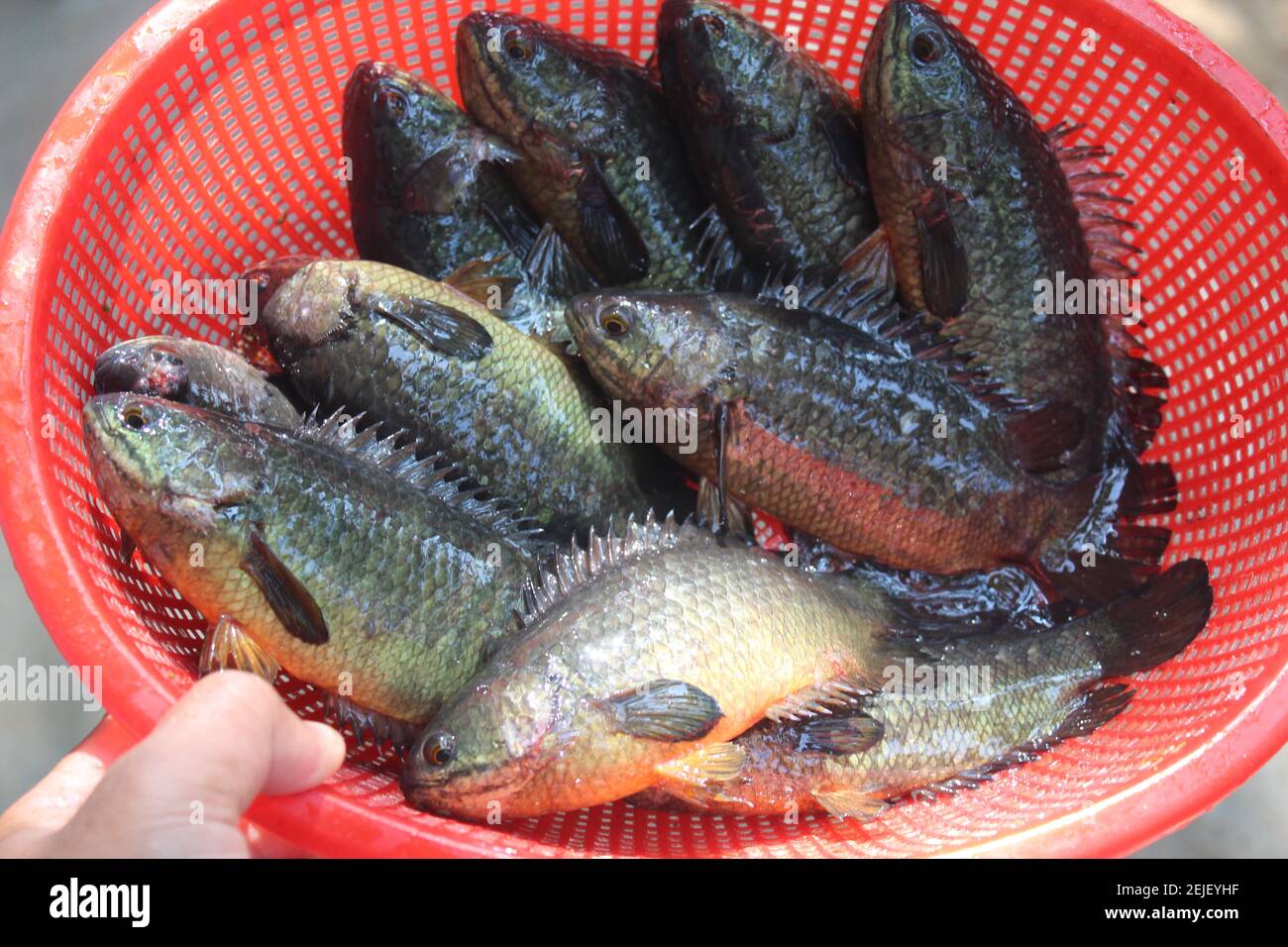 In perch malay fish Freshwater fish