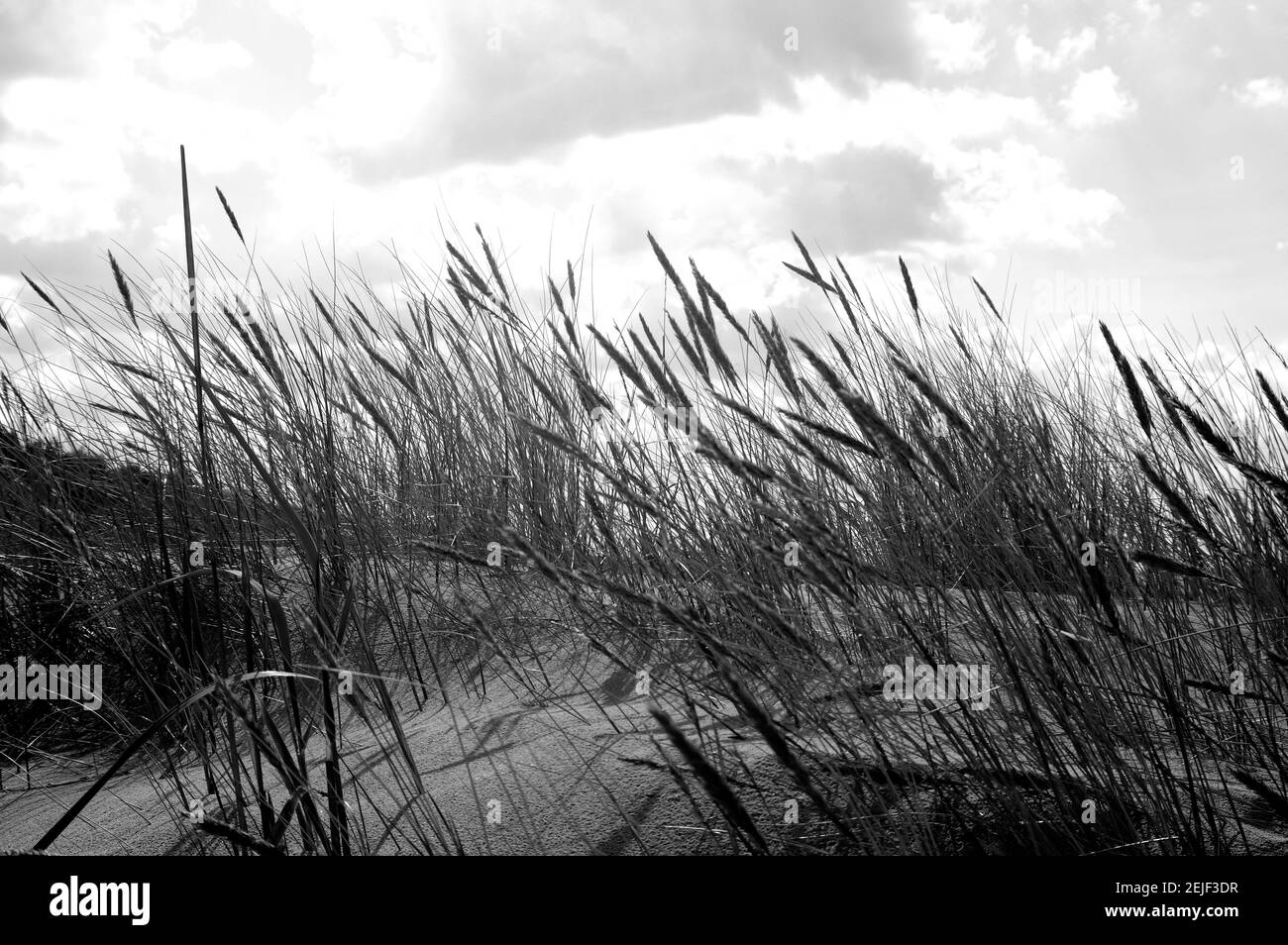 Close up of a tall grass on a beach Stock Photo