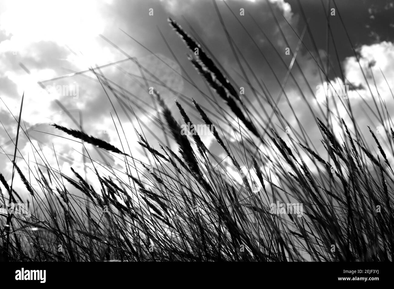 Tall sea grass Black and White Stock Photos & Images - Alamy