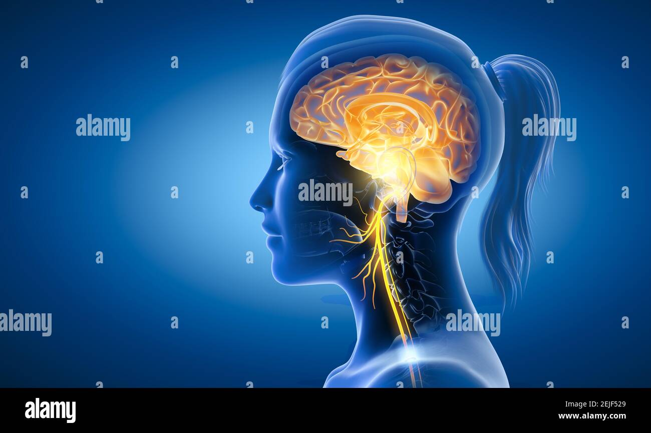 The 3D illustration showing brain and active vagus nerve (tenth cranial nerve or CN X) Stock Photo