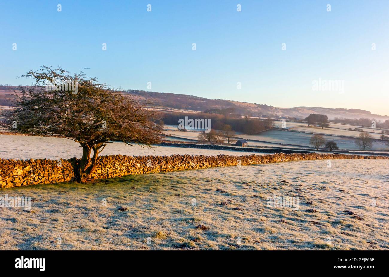 Drystone wall and trees near Longstone Edge near Bakewell in the Peak District National Park Derbyshire England UK with frost on ground. Stock Photo