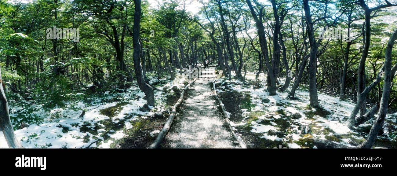 Trail through the trees of Tierra del Fuego National Park, Ushuaia, Tierra del Fuego Province, Patagonia, Argentina Stock Photo