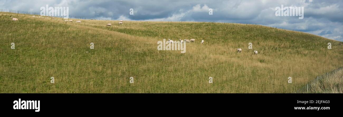 Sheep grazing on hillside, Taihape, Manawatu-Wanganui, North Island, New Zealand Stock Photo