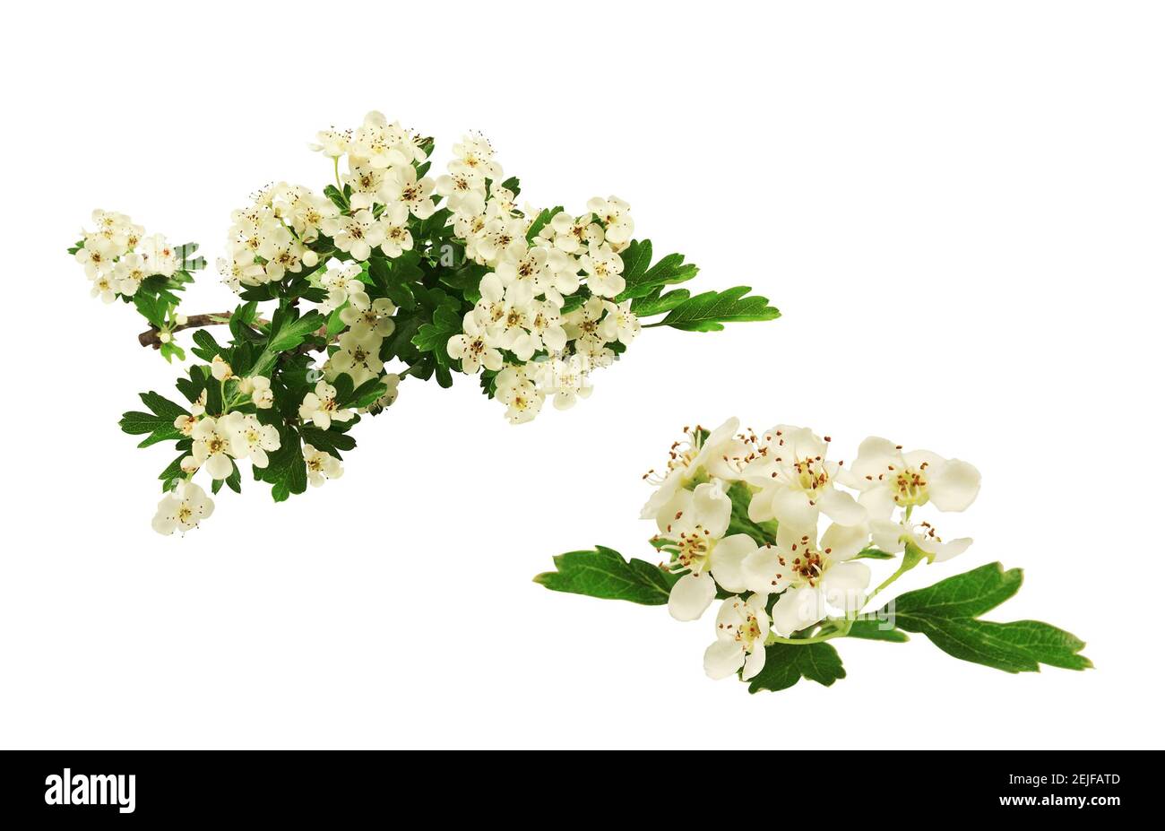 White hawthorn flowers in small bouquets, isolated on white background. Stock Photo