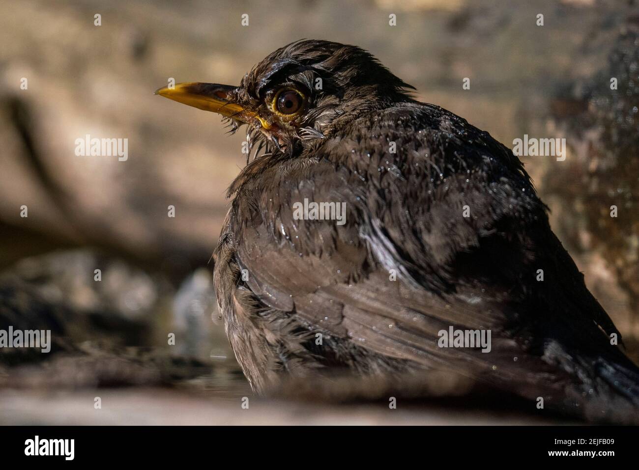 Blackbird (Turdus merula), Notranjska forest, Slovenia. Stock Photo