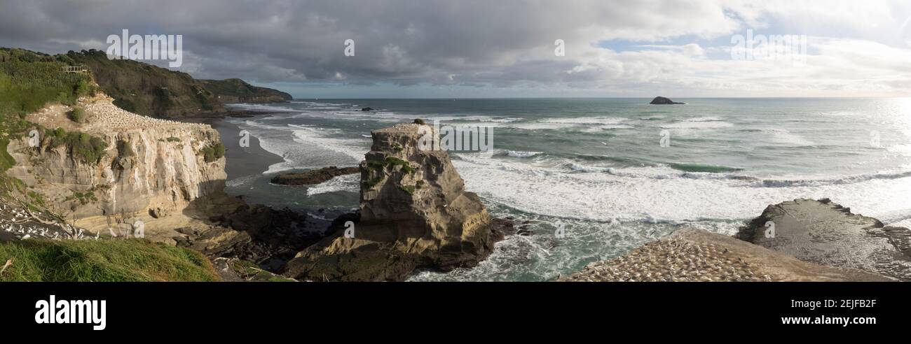 Gannet bird colonies on Muriwai Beach, Auckland Region, North Island, New Zealand Stock Photo